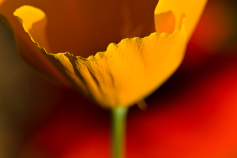 California Poppy